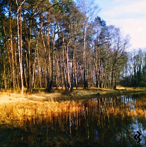 A forest scene featuring tall, slender trees with sparse foliage in early spring. The trees are reflected clearly in a calm body of water in the foreground. Golden-brown grasses and dry vegetation surround the water’s edge, while a soft blue sky with light clouds peeks through the treetops