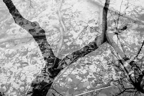 Blick auf den Seegrund mit einer Spiegelung eines Baumastes