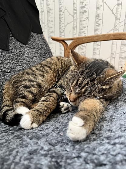 Gråsvart spräcklig katt med vita tassar, ligger o chillar järnet i en fårskinnsfåtölj.