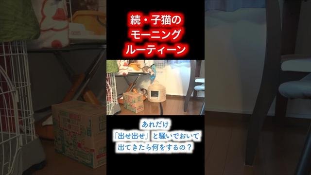続・子猫のモーニングルーティーン