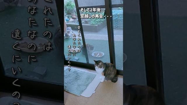 ハルとビビ親子、別れ、そして２年後の再会🐈️ #保護猫 #cat
