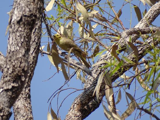 Yellow-tinted Honeyeater (Ptilotula flavescens)
LC Least Concern