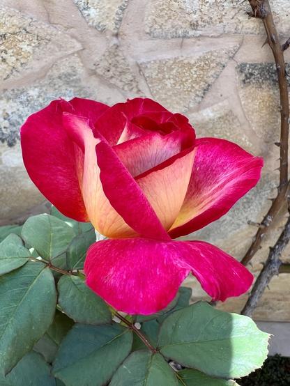 Straight out of the garden just this morning, a pretty red rose decided to show all its glory without waiting for the others about to go full bloom as well. Gosh, gotta love the spring, don't you? I am ready for the weekend! Yay! 🌹😍👍🏻