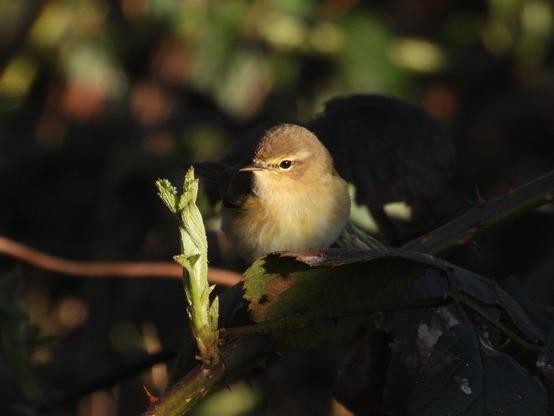 Tjiftjaf - Phylloscopus collybita - zit in de schijnwerper van de ochtendzon tussen de bramen. Het is een onopvallend bruinig vogeltje met een iets lichte streep boven het oog.