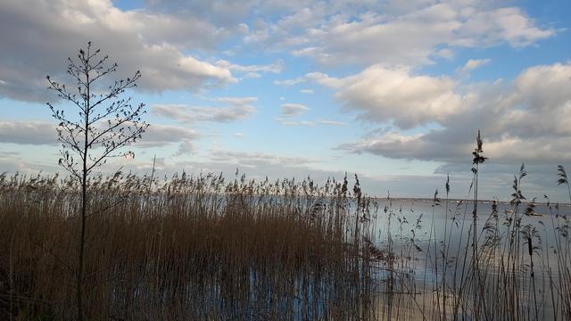 Reeds on the shore of the Steinhuder Meer in Mardorf