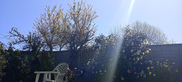 UK blue sky and spring plants in the shade of the fence