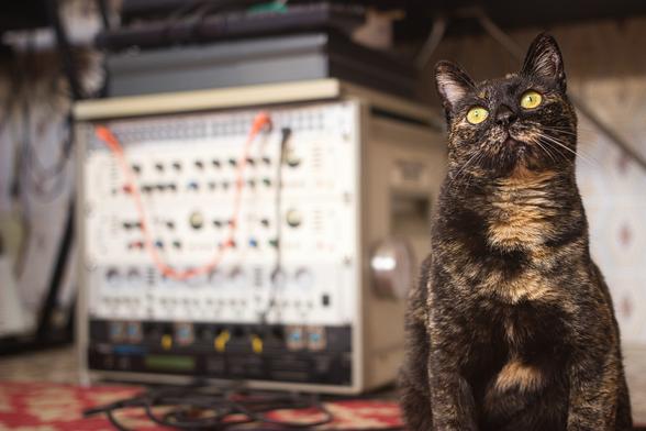 Rubia, a tabby cat is sitting on the carpet in front of a studio rack with a patchbay, two TLAudio and one Phonic compressor and a Roland U-220 Rompler.

She is photographed from below and is looking past the camera towards the window behind me.