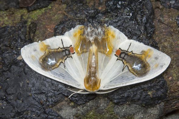 Macrocilix maia, a hook-tip moth with white wings bearing brown and yellowish streaks that resemble bird droppings as well as vaguely fly-like profiles feeding on said poop.