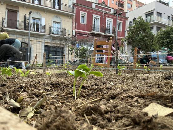 Foto de cogombres acabats de plantar a l'horta.