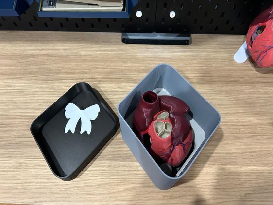 The box is open, and the lid is upside down beside it.  The box contains an anatomical heart and its display stand.