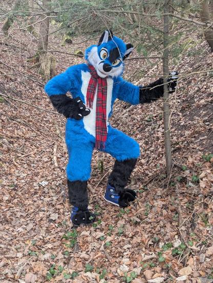 Blujay on a leafy sloping forest path, gripping a sapling with his left paw