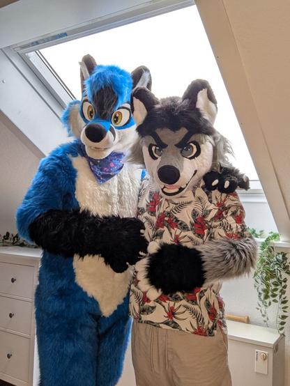 Blujay and Levi indoors, facing the camera, with light coming in from sloping window. Levi, a grey wolf, is wearing a white and red floral shirt.