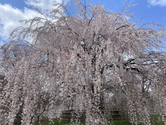 Iconic weeping sakura in Maruyama Park in Kyoto