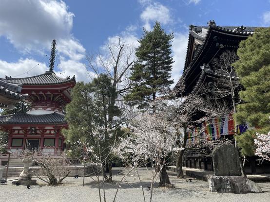Pagoda area of Chion-In during the brief cherry blossom viewing season
