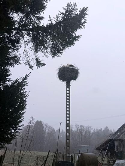 Two storks standing in their nest, facing into the wind, which is driving cold snow alternating with rain into their faces. They don't look happy about it. The sky is grey and visibility low.
