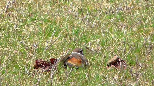 A Killdeer bird pretending to be sitting on a yet another nest spot, hoping I'll go even farther away from the real nest.