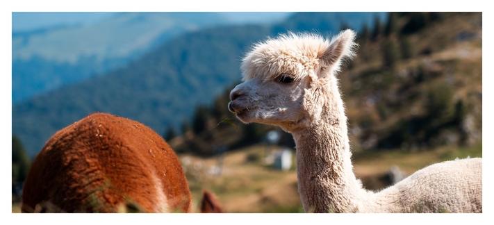### Motiv:
Das Bild zeigt ein Alpaka, das nah im Vordergrund steht, mit einem braunen Tier im Hintergrund. Die Tiere sind in einer grünen, hügeligen Landschaft eingefasst, die im Hintergrund sanft ins Bläuliche übergeht. Der Fokus liegt auf dem Alpaka, das einen sanften Ausdruck zeigt.

### Stimmung und Wirkung:
Die Stimmung ist ruhig und friedlich. Das Bild vermittelt eine harmonische Beziehung zur Natur. Das Alpaka strahlt eine gewisse Neugier und Sanftheit aus, was beim Betrachter ein Gefühl von Entspannung und Freude hervorruft.

### Technische Details:
Das Bild verwendet helle, natürliche Farben, hauptsächlich Weiß und Braun, vor einem Hintergrund aus sanften Grüntönen und Blau. Das Licht ist klar und weich, wodurch die Details der Felltexturen und die sanften Konturen der Landschaft gut zur Geltung kommen. Die Komposition ist ausgewogen, mit einem klaren Fokus auf das Alpaka.
