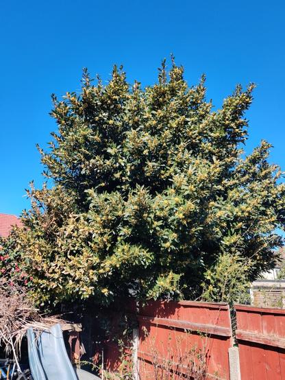 Bay tree blooming in my garden uk