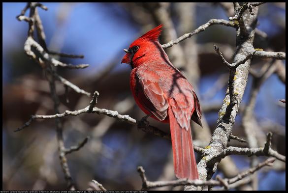 A Northern Cardinal (Cardinalis cardinalis) was standing on an oak twig in Norman, Oklahoma, United States on March 11, 2025.