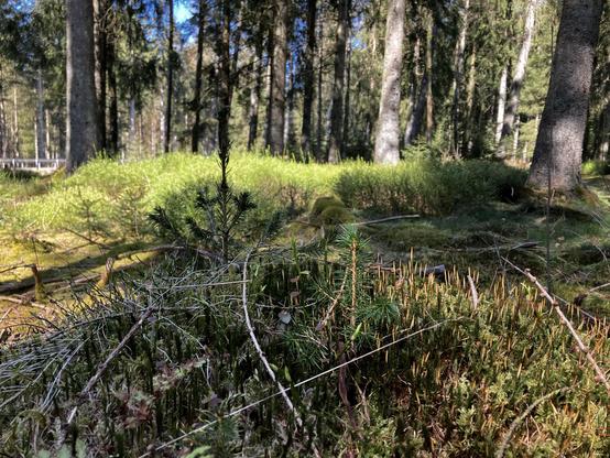 Im Vordergrund Moos, dann irgendwelches Gestrüpp und dahinter ein sonniger Wald