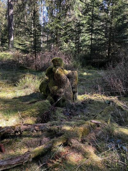 Eine bemooste Wurzel im Wald. Die Form der Wurzel erinnert entfernt an eine Burgruine