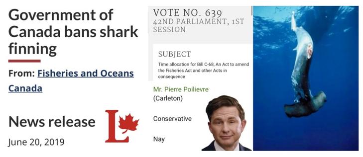 L: govt of Canad bans shark finning 2019 (liberal logo)
C:  voting record for shark fin ban showing fascist poilievre voting against the bill
R:  finless hammerhead shark sinking in ocean