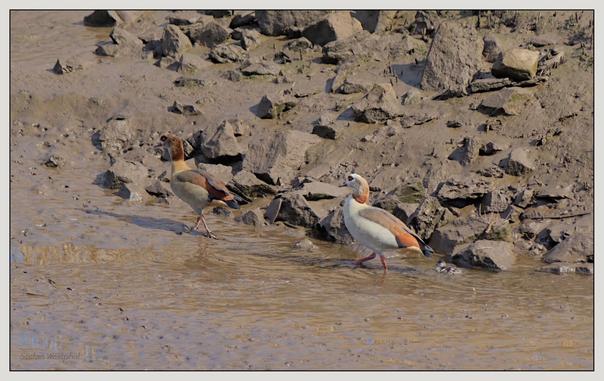 Zwei Nilgänse spazieren entlang eines schlammigen Ufers mit felsigem Gelände im Hintergrund. Hinter ihnen schwimmt ein Küken im seichten Wasser.

Two Egyptian geese walk along a muddy bank with rocky terrain in the background. Behind them, a chick swims in the shallow water.