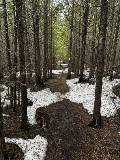 Footpath through a cedar grove that is wet and shaded with pockets of lingering snow.