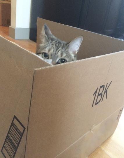 We're at floor level, looking at a cardboard box on the floor with a corner facing us, and all top flaps upturned. At top, just above where two flaps meet at the corner, my tawny-toned tabby-striped kitty's eyes peer directly at us. She is visible only from the eyes up.