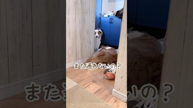 一生懸命お喋りして助けを求める犬が可愛い😂【オーストラリアンシェパード・ボーダーコリー】#shorts