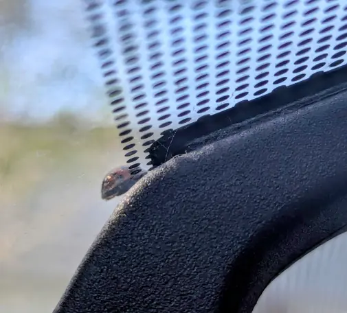 Ladybug on a car windscreen. The mirror is visible and part of the car windscreen has dots following down, which blends in with the dots on the ladybug