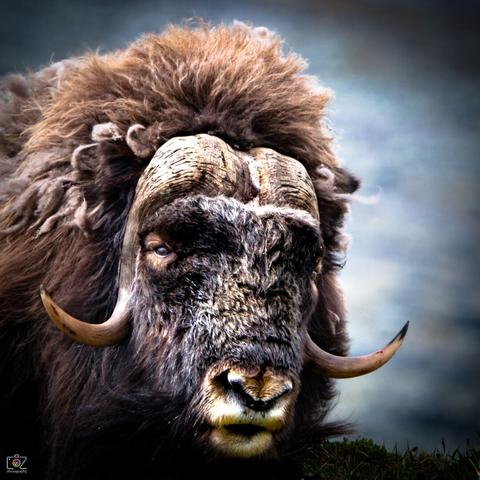 Head of a musk ox with long brown fur and two downward curved horns.