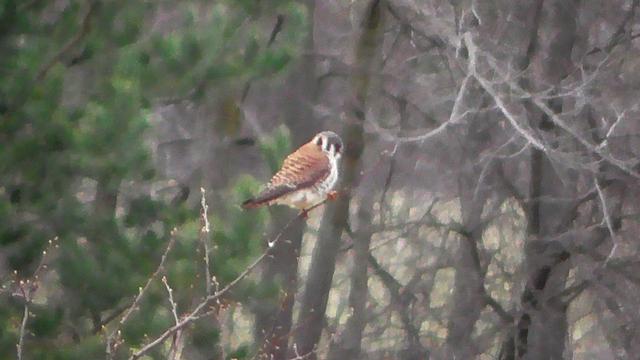 American Kestrel perched on a small tree limb. Light brownish back, speckled white front and gray head with some dark vertical bars on its neck.