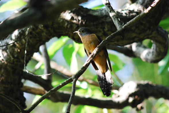 A rusty colored cuckoo in a tree.