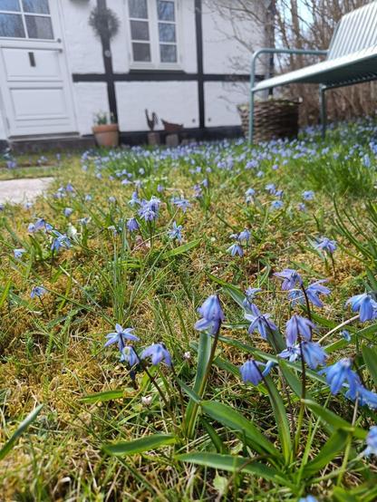 Scilla i græsplænen