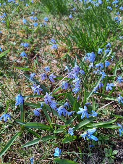 Scilla