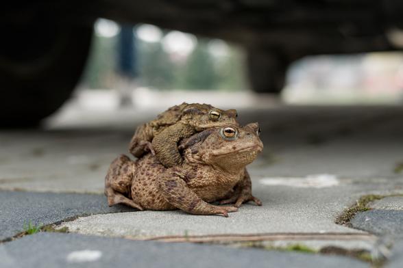 Two toads on a paved parking; big female and smaller male on her back, holding her tightly with front legs.