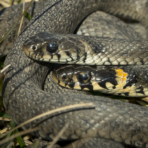 Rantakäärmeet. Grass snakes.