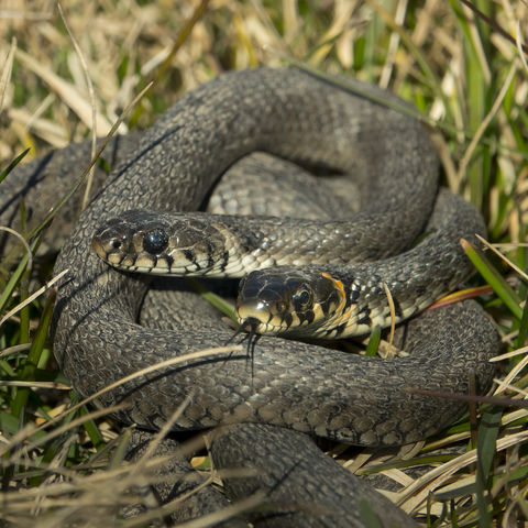 Rantakäärmeet. Grass snakes.
