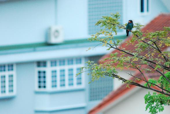 An oriental dollarbird sitting on a branch close to the top of a tree.