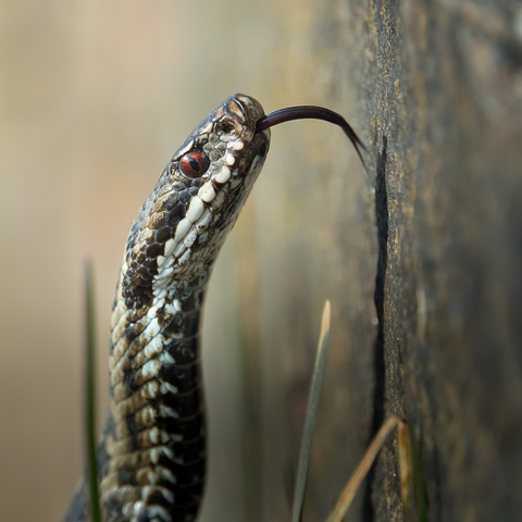Kyy. Viper.