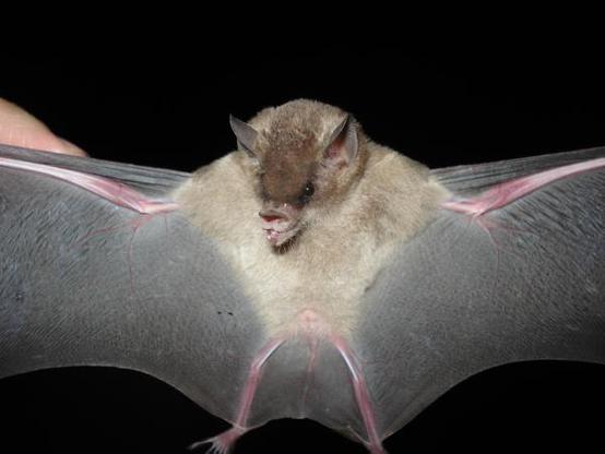 A picture of Lonchophylla dekeyseri
