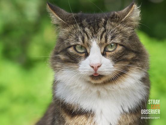 Close-up portrait of a fluffy tabby cat