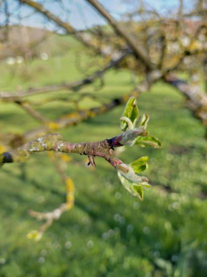 Grüne Sprossen am Apfelbaum, Sorte Mandet.