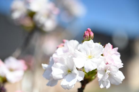 Prunus Serrulata Amanogava in Blüte