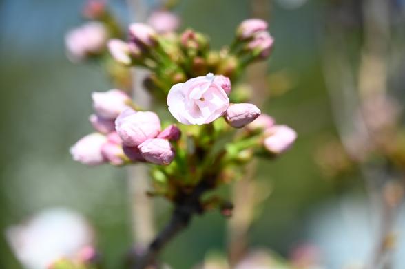 Prunus Serrulata Amanogava in Blüte (teils noch Knospen)