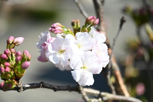 Prunus Serrulata Amanogava in Blüte (teils noch Knospen)