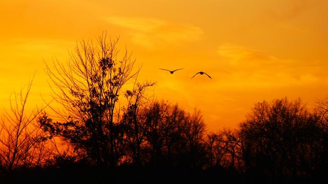 Sunset photograph of two Canada geese flying away from the camera against a yellow sky, over a silhouetted treeline with bare tree tops.