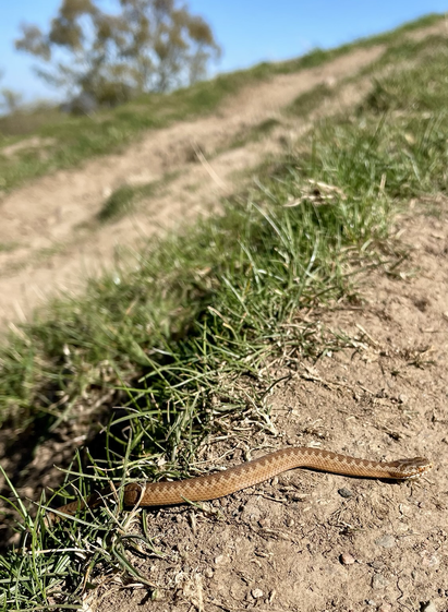 A young adder with distinctive zigzag patterning, light and dark brown colouring, emerges from a grassy rut in bare earth path on hillside.