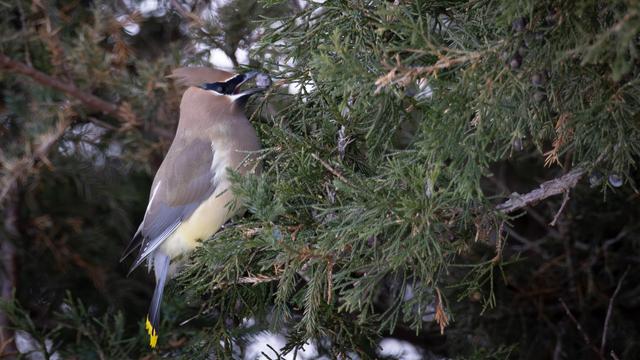 Jaseur d'Amérique
Ce p'tit bandit masqué est souvent durant la saison hivernale dans les parcs urbains et partout où il y a des arbres fruitiers ou des végétaux produisant des baies. Ici, il se nourrit de baies du Genévrier.